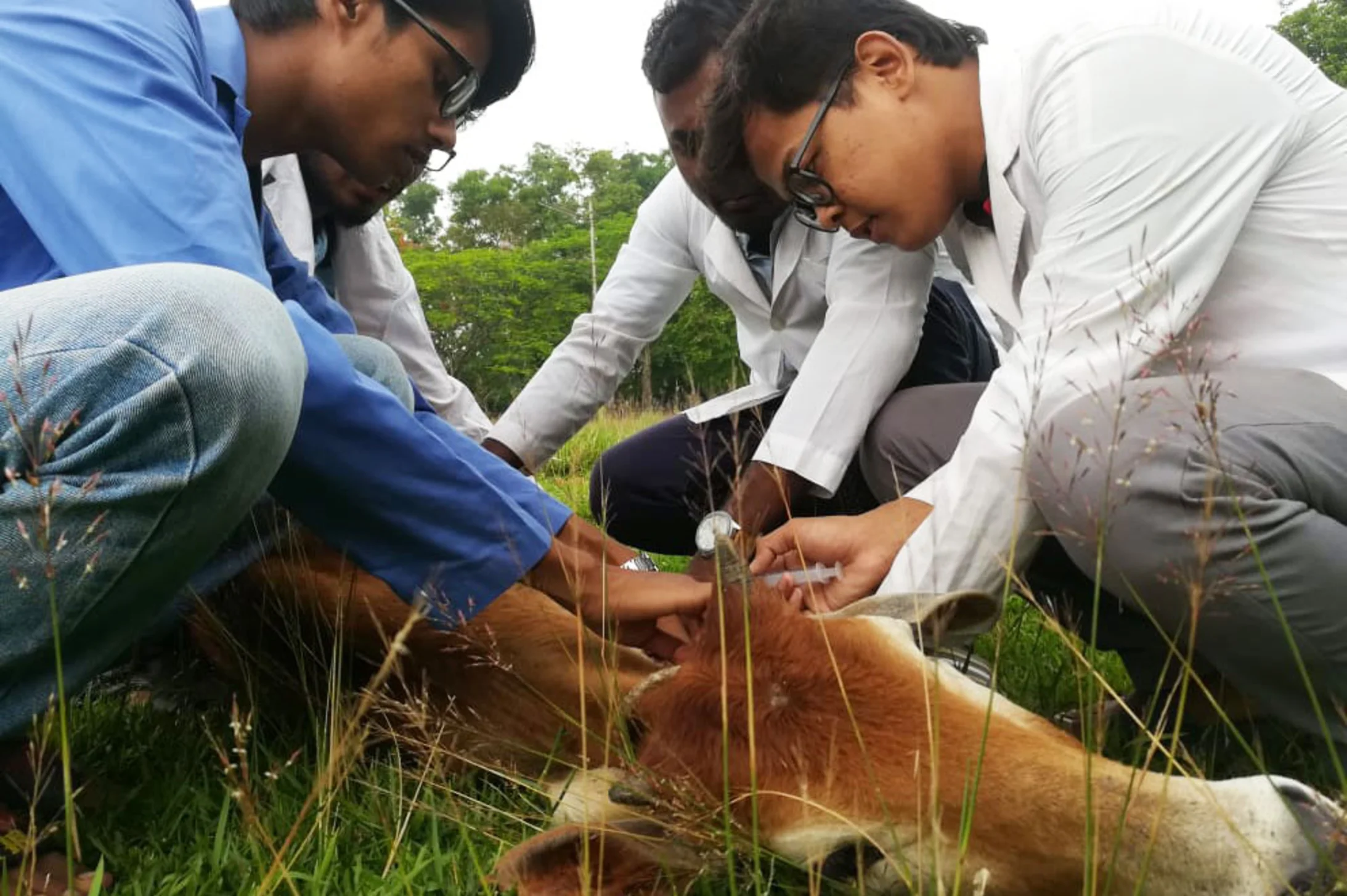 Stipendium Studium Veterinär Bangladesch