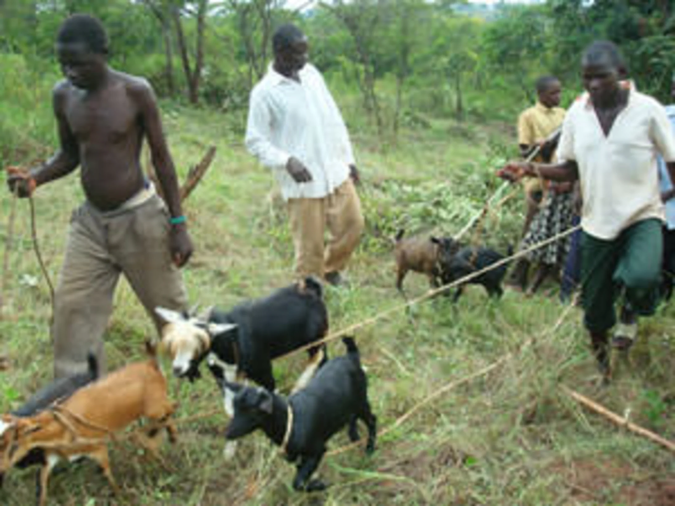 Abgabe von Ziegen: Hilfe fuer die Angia Jugendgruppe, Uganda Abgabe von Ziegen: Hilfe fuer die Angia Jugendgruppe, Uganda